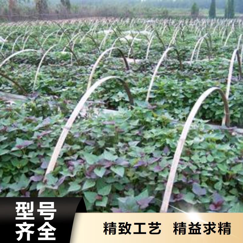 红薯苗（西瓜红）销售支持大批量采购