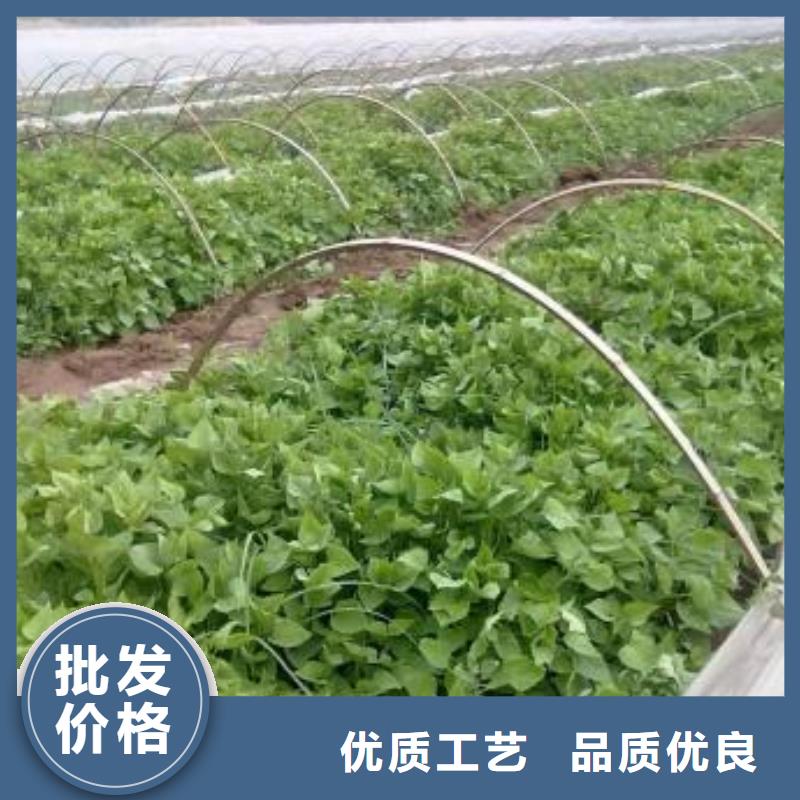 紫甘薯苗市场报价厂家质量过硬