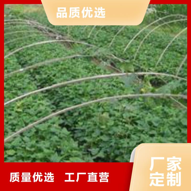 紫薯苗子电话本地公司
