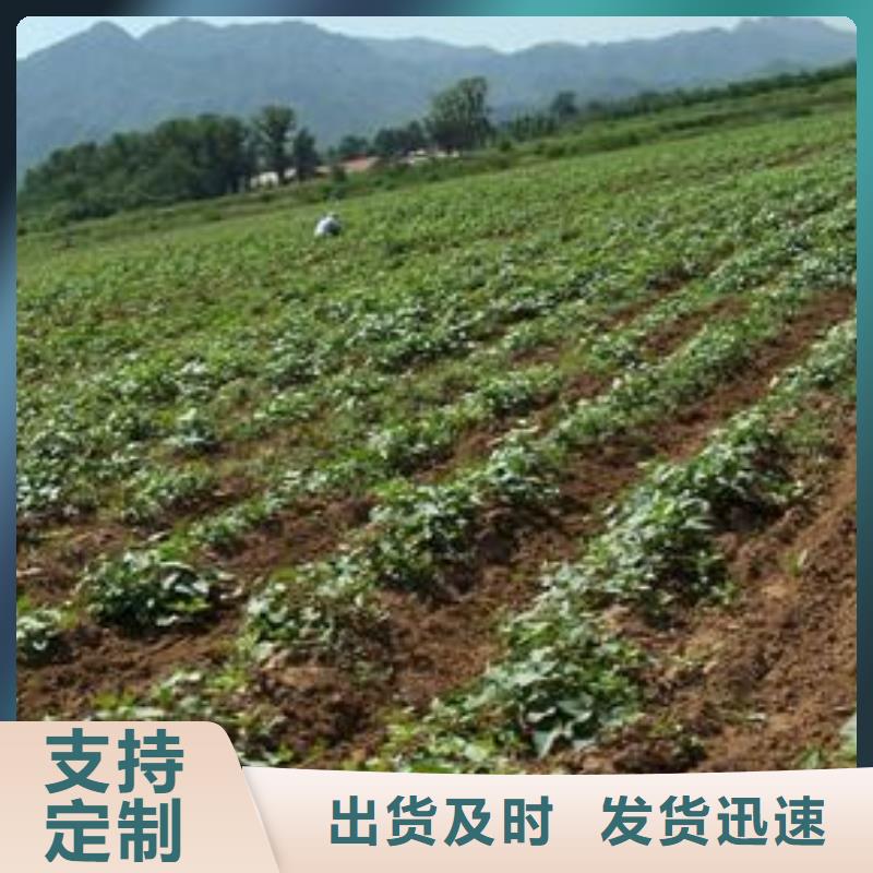 紫甘薯苗电话当地制造商