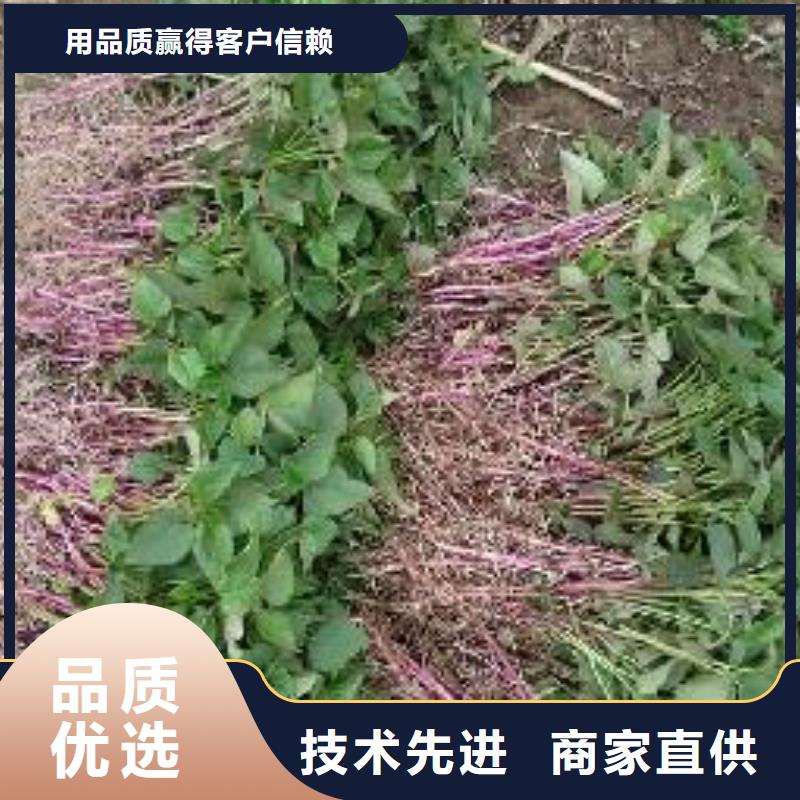 红薯苗（西瓜红）市场报价标准工艺