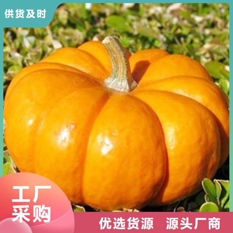 南瓜丁【灵芝粉】现货直供实拍品质保障