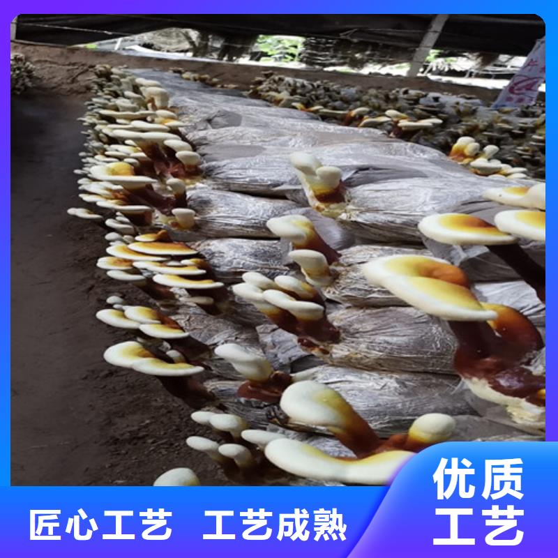 【图】破壁灵芝粉生产厂家质量无忧