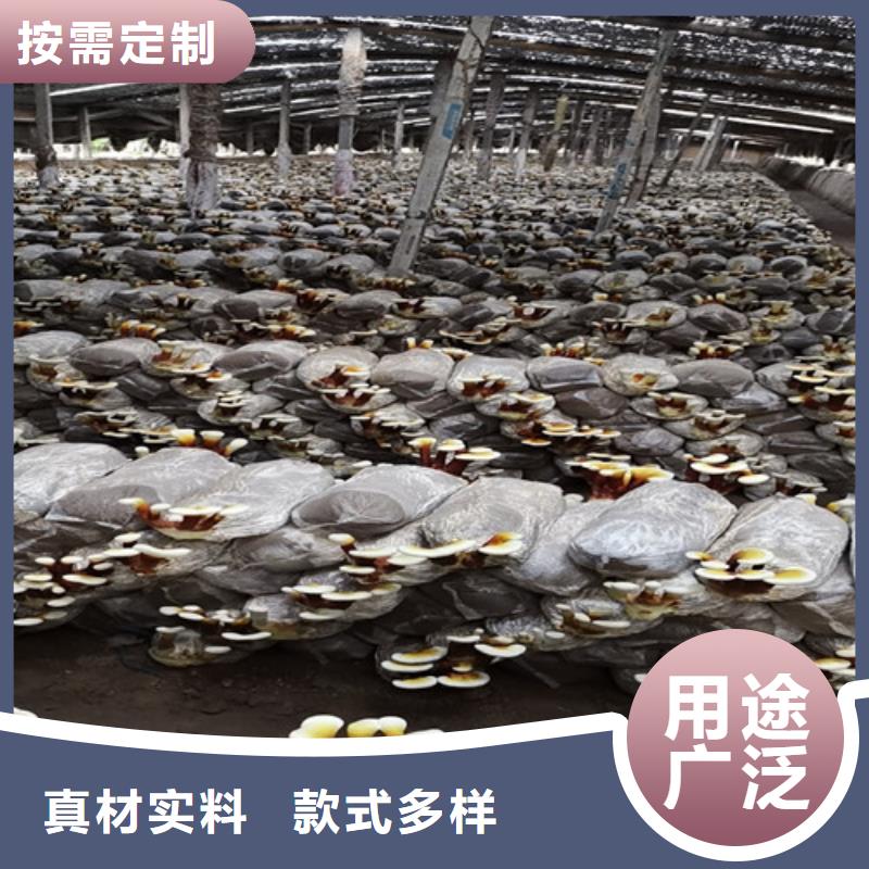 灵芝菌种制造厂生产安装