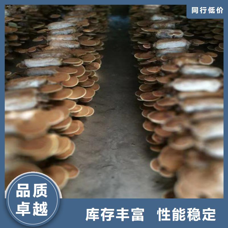 优质灵芝菌棒客户满意度高