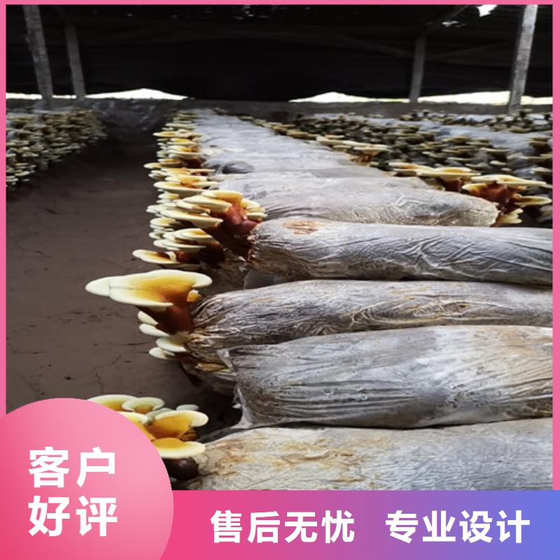 
灵芝超细粉品质放心同城制造商