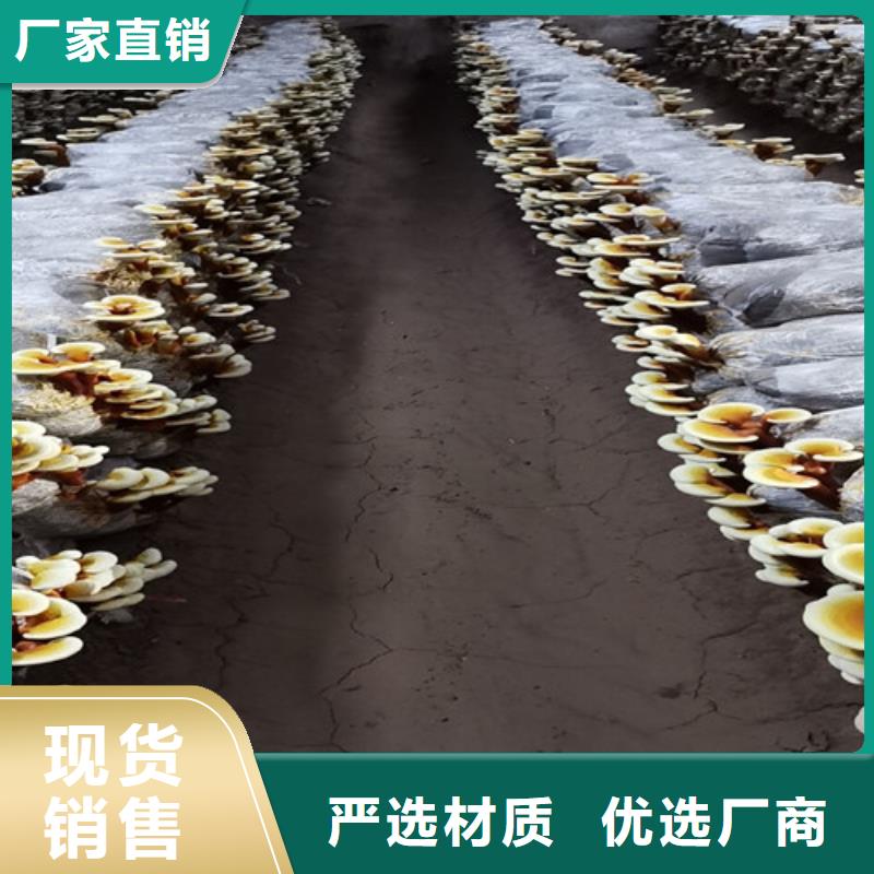 灵芝超微粉
定制厂家产品实拍