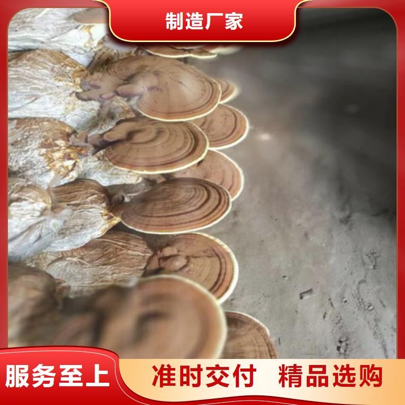灵芝盆栽现货齐全当地品牌
