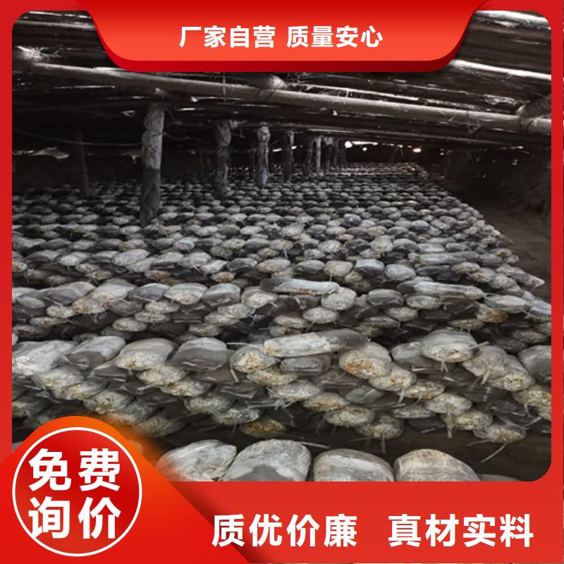 支持定制的破壁灵芝粉基地诚信商家