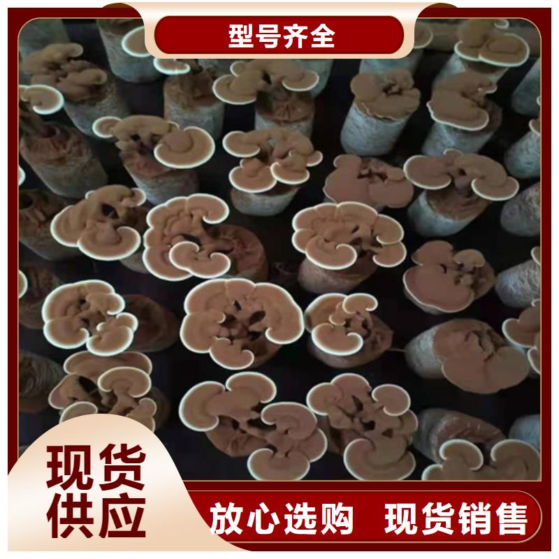 灵芝切片工厂价格