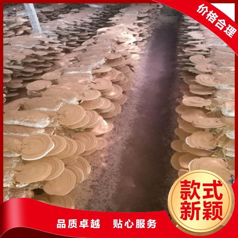 
灵芝孢子粉品牌:云海灵芝种植专业合作社当地公司