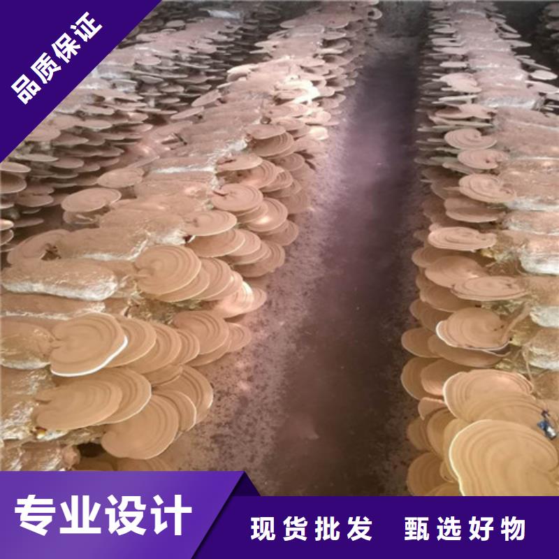 灵芝切片哪家好源头实体厂商
