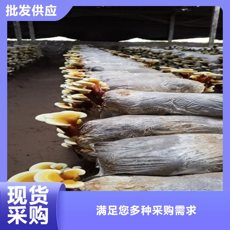 灵芝盆景生产厂家-价格实惠精心打造
