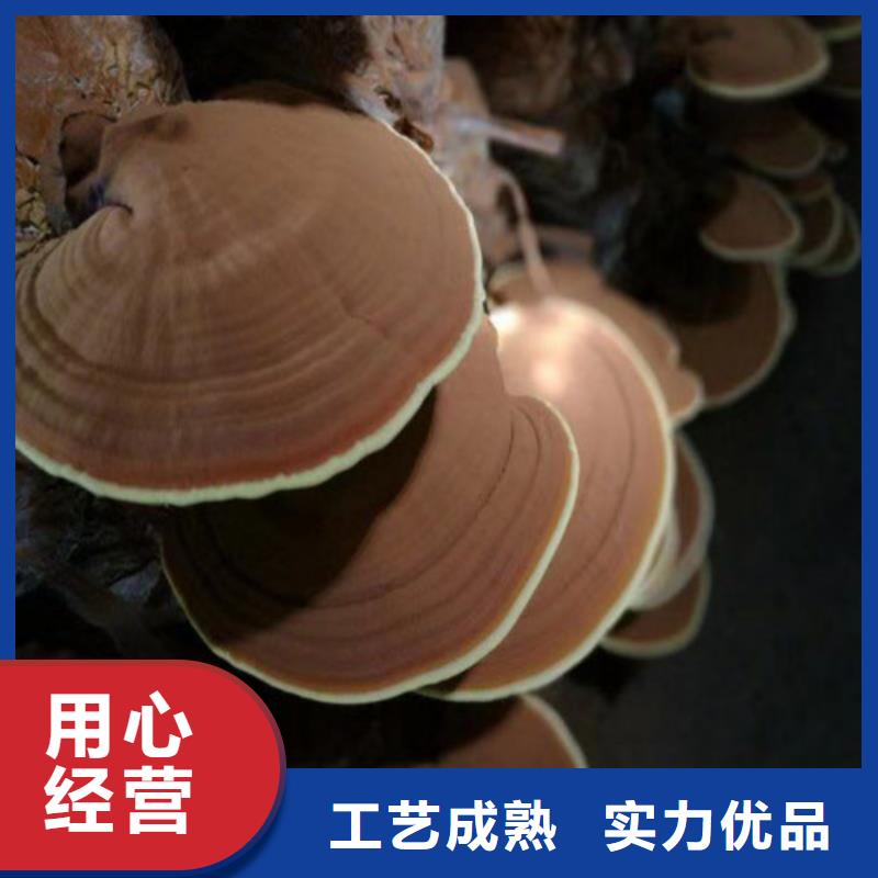 灵芝厂家批发质量检测