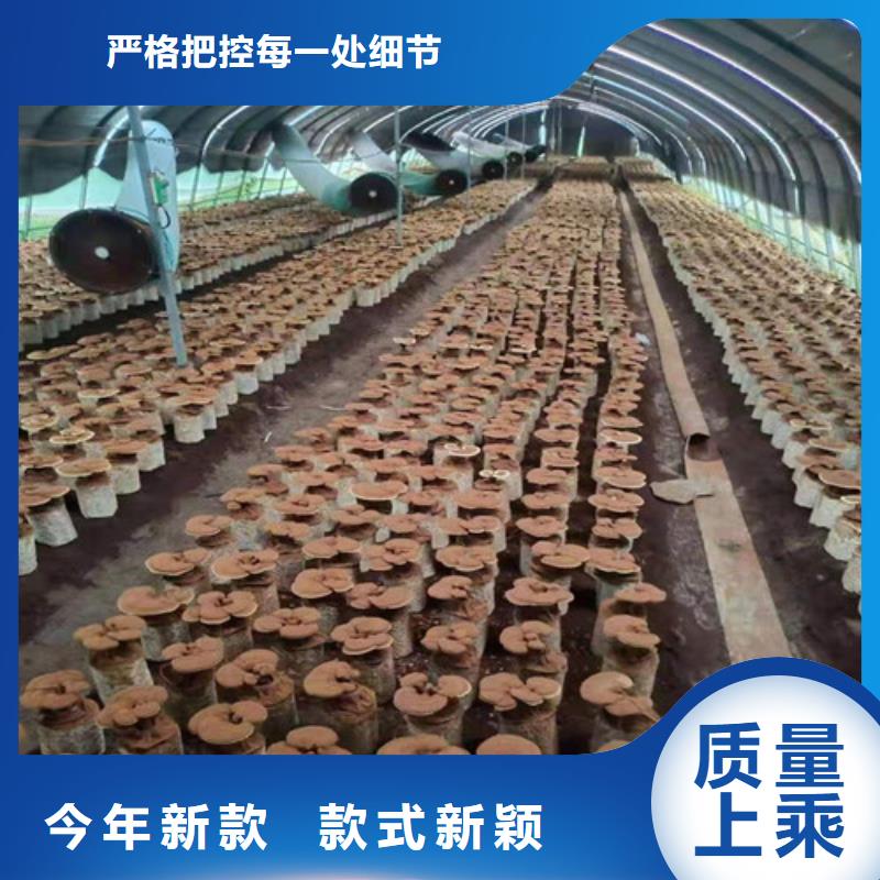 
灵芝超细粉-信誉可靠专注质量