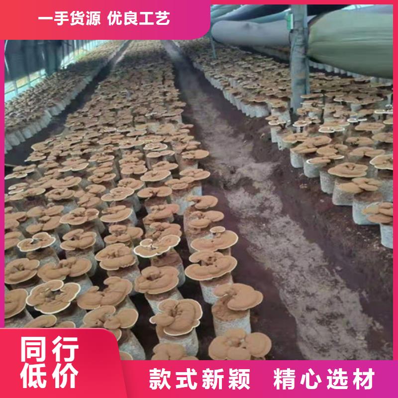
孢子灵芝定制批发工厂批发