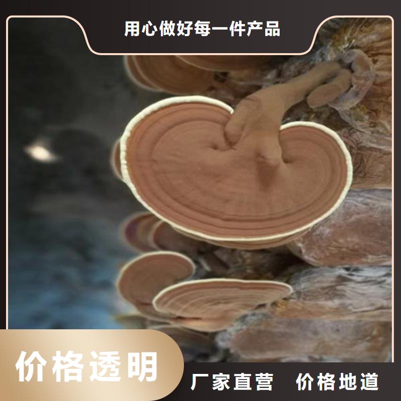 生产灵芝超微粉的当地厂家同城制造商
