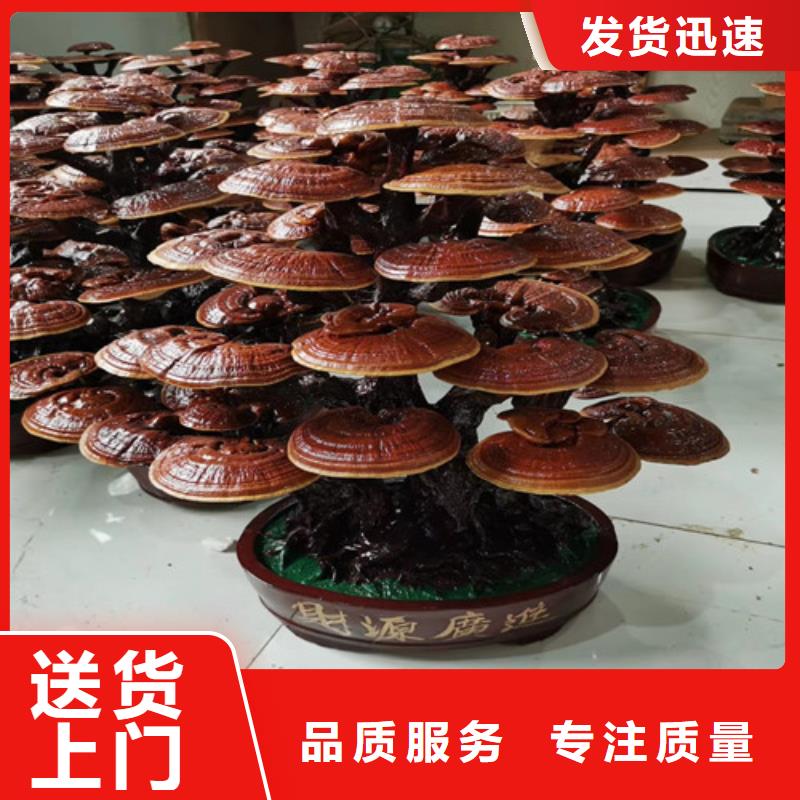 灵芝孢子粉怎么吃好吃源头厂家供应