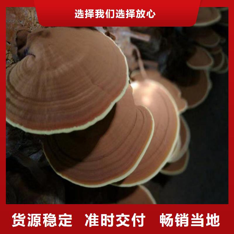 破壁灵芝孢子粉哪家好本地服务商