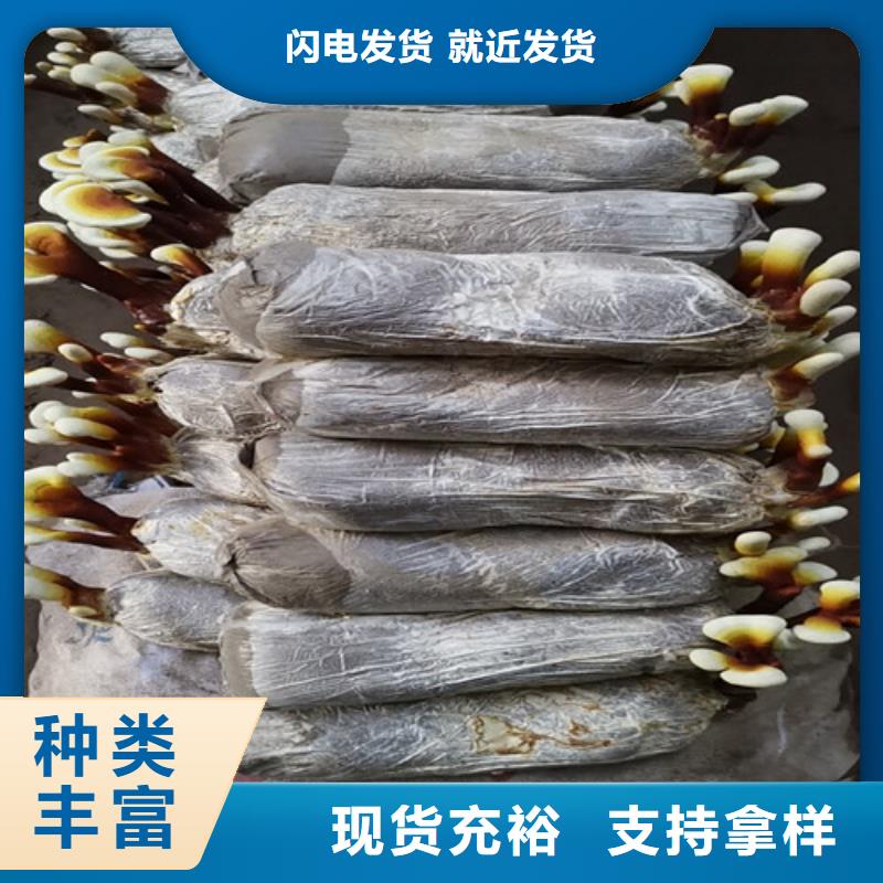 
孢子灵芝-云海灵芝种植专业合作社厂家直营