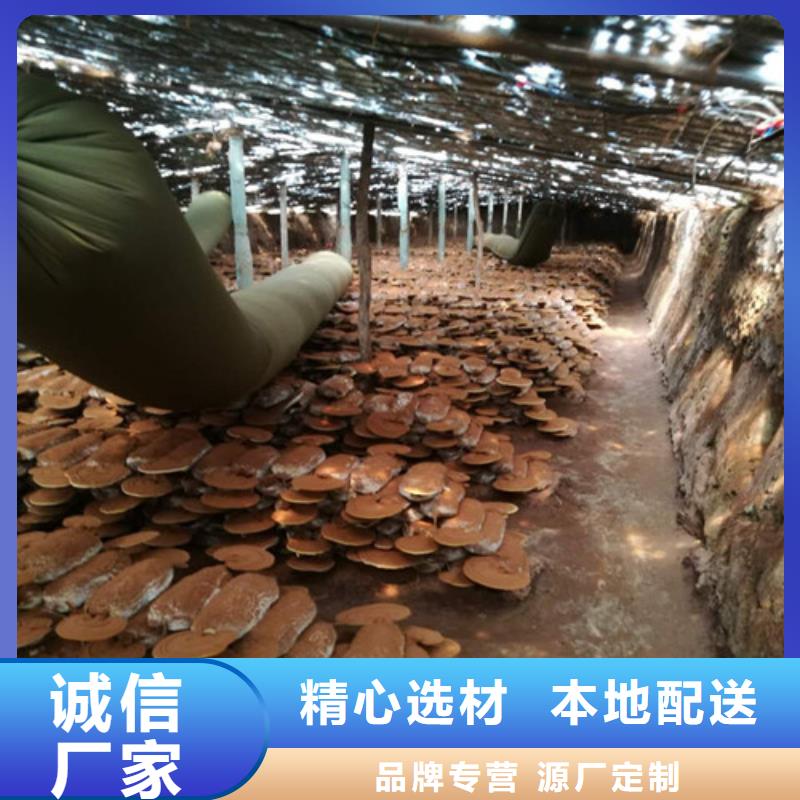 灵芝实业厂家好品质选我们