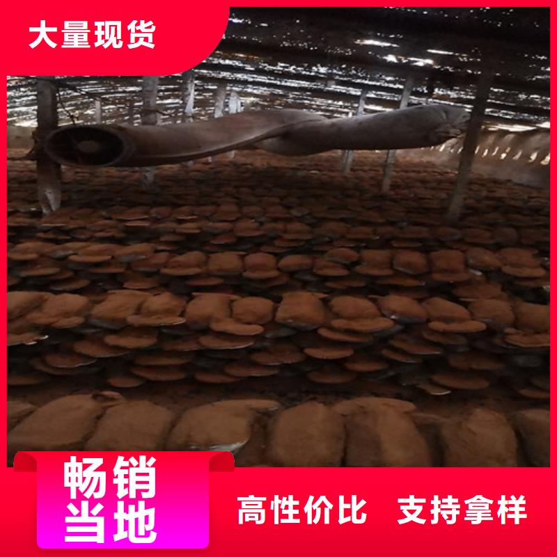 采购赤灵芝必看-专业品质本地品牌