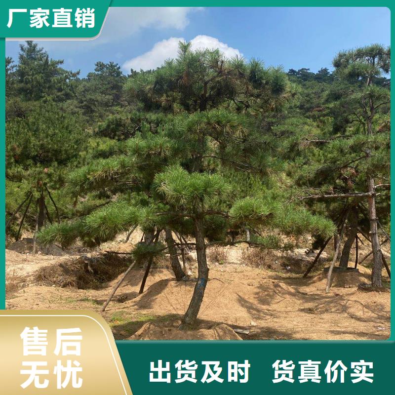 造型松源厂供货专业生产品质保证
