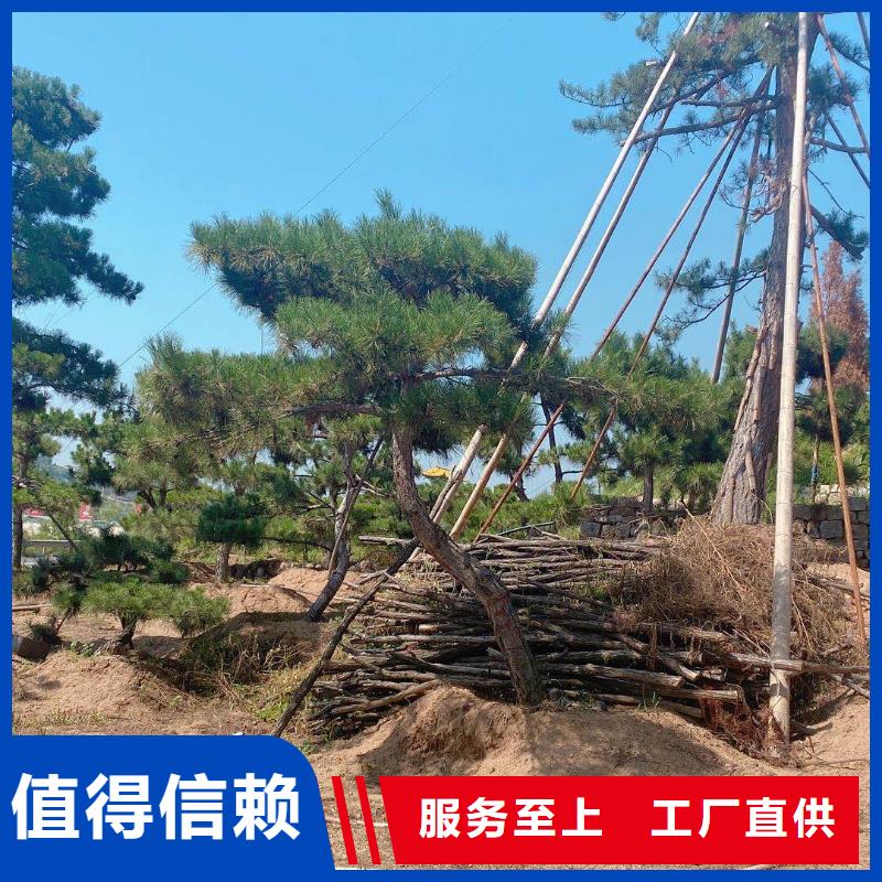 批发造型油松的公司本地制造商