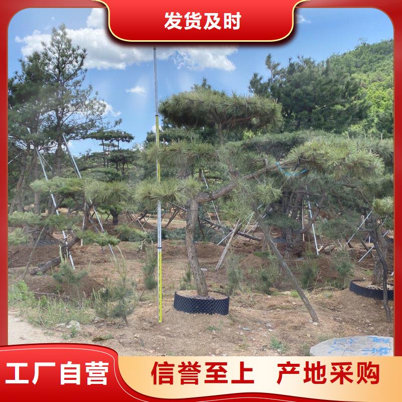 造型松真正让利给买家种类多质量好