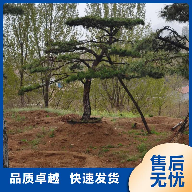 黑松实力厂家质量稳定同城服务商