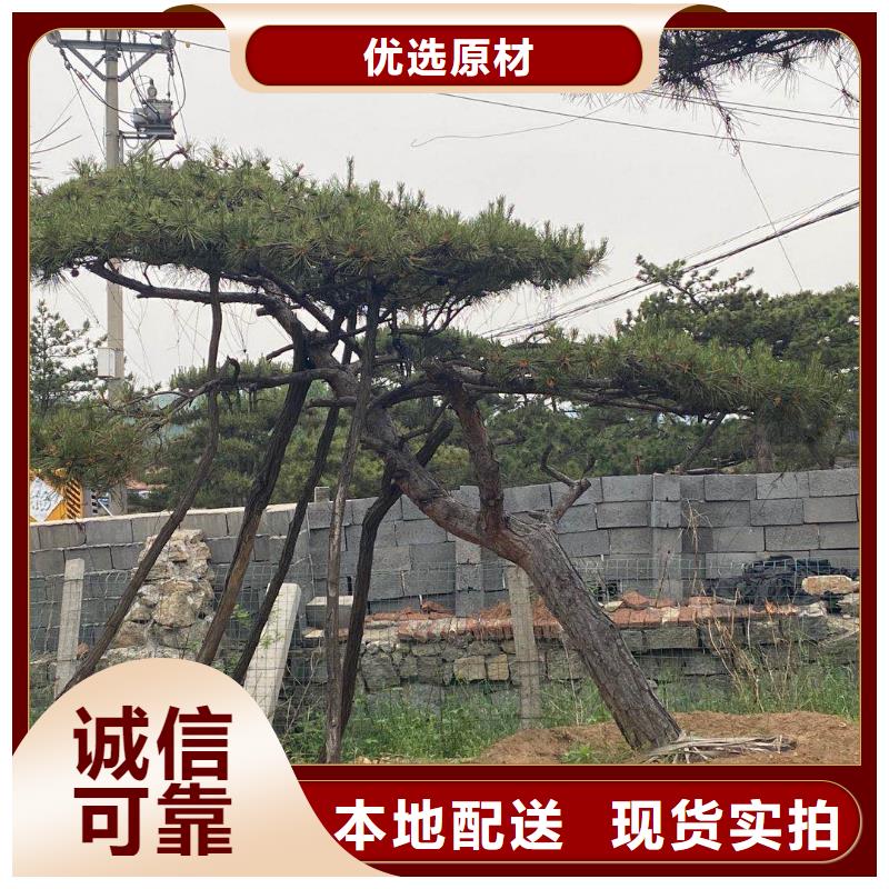 造型松质量三包免费获取报价