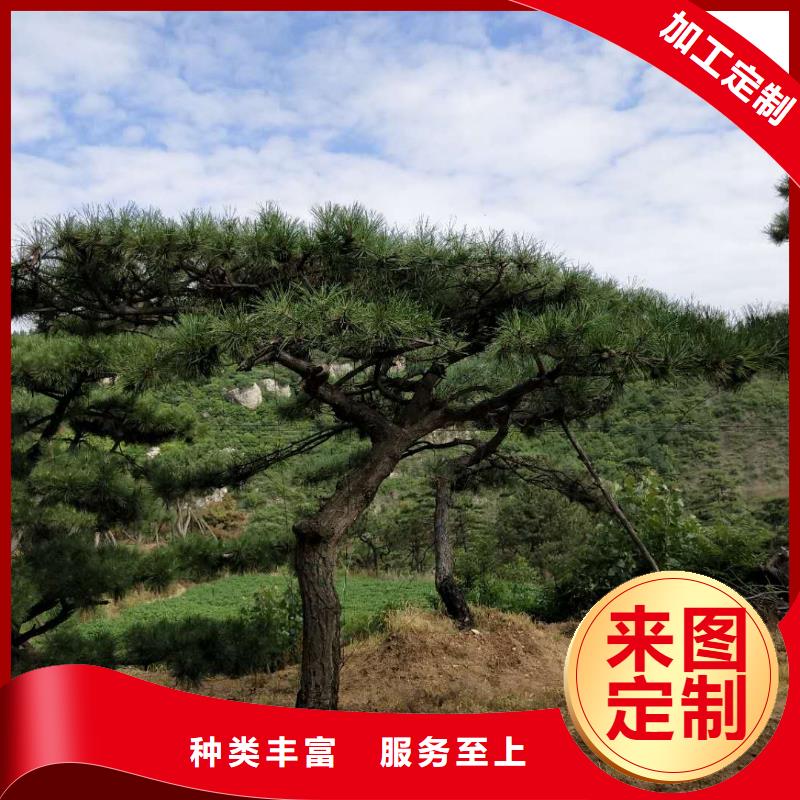 发货及时的景观松销售厂家来电咨询