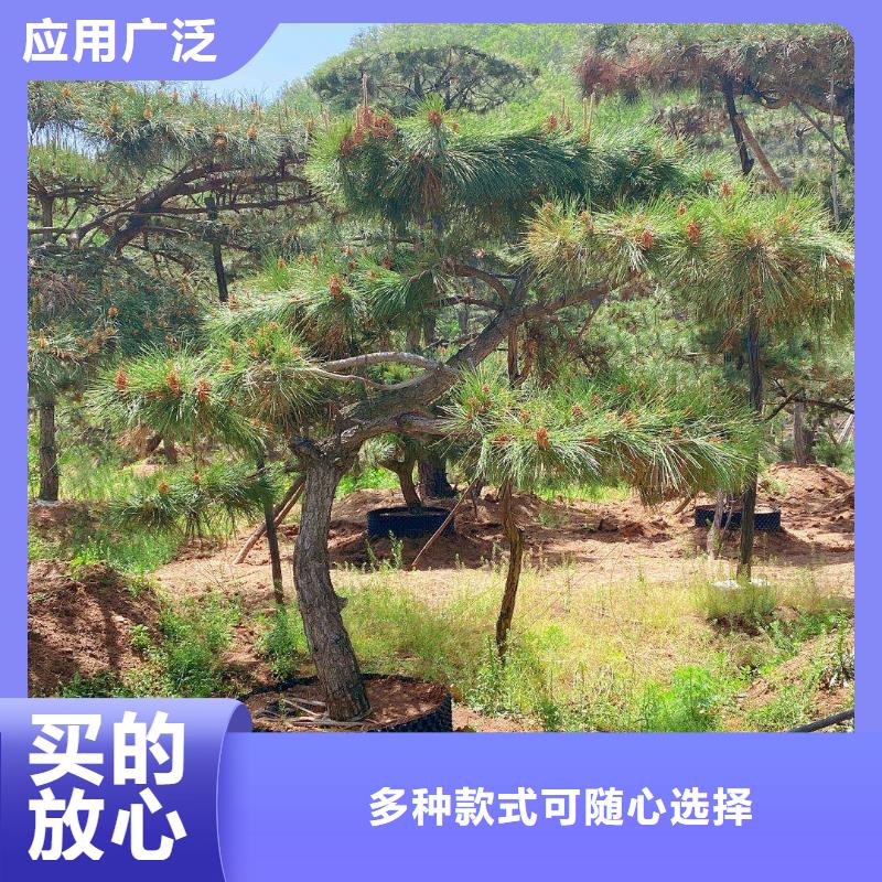 造型松奇石随到随提严选好货