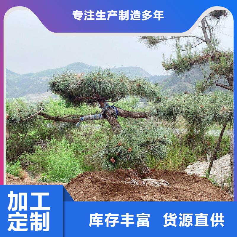 昌江县造型松树厂家直销多少钱当地品牌