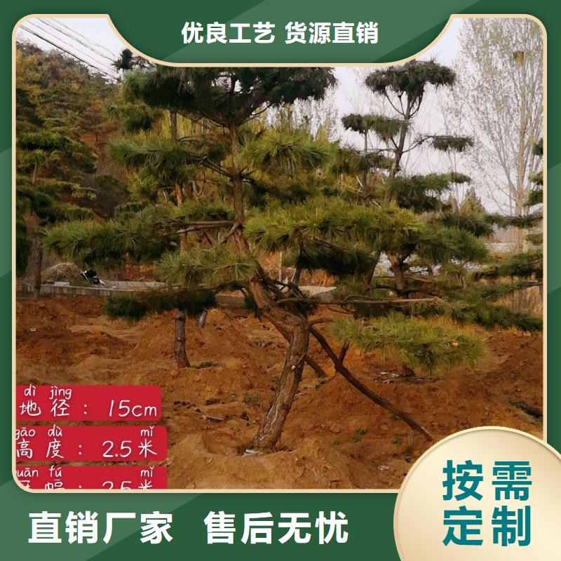优惠的景观松生产厂家本地生产商
