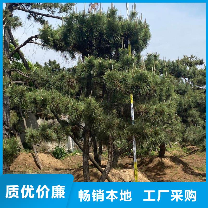 琼海市造型黑松-资质齐全优选好材铸造好品质