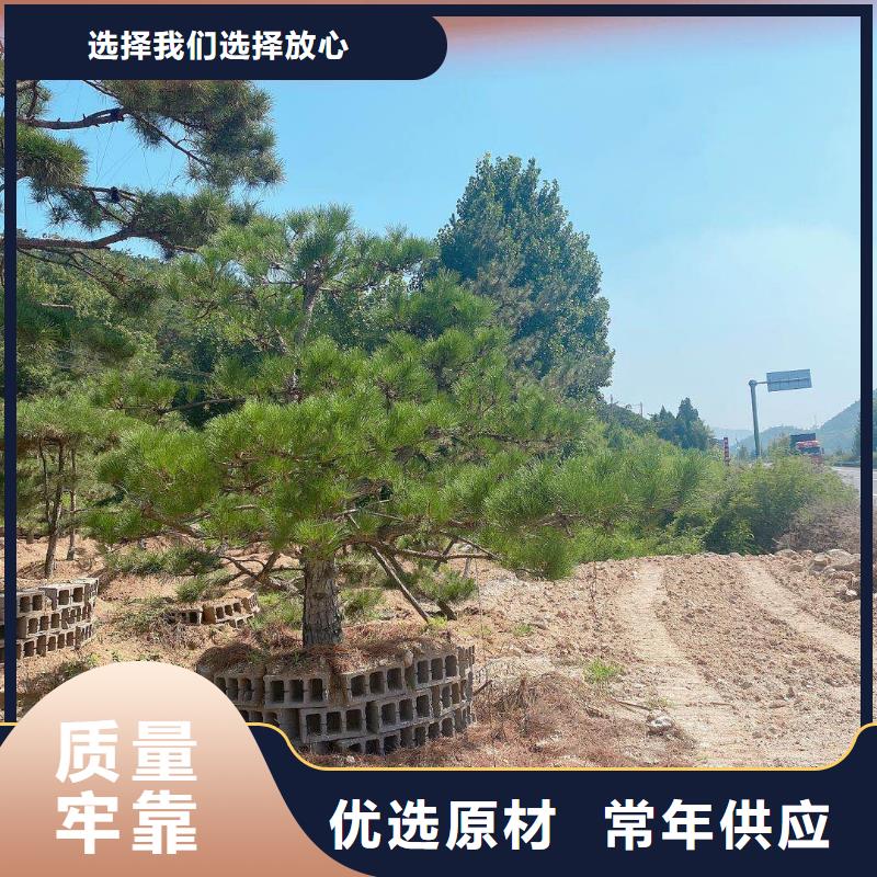 造型迎客松-造型迎客松实力厂家现货采购