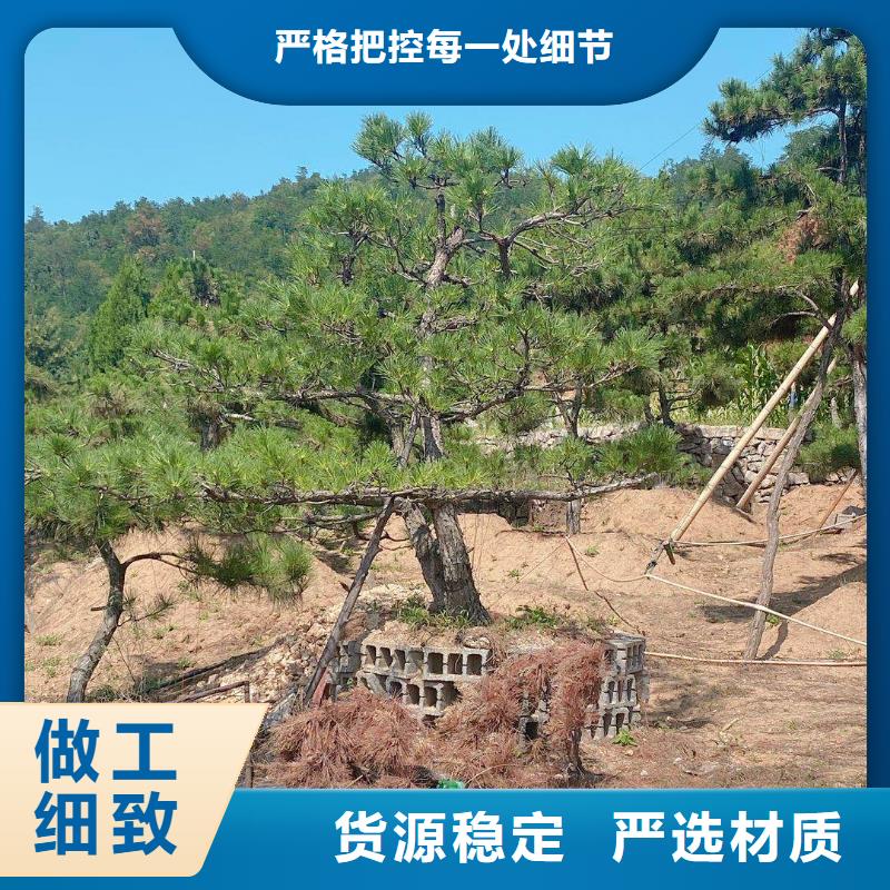 信誉好的造型黑松种类多质量好