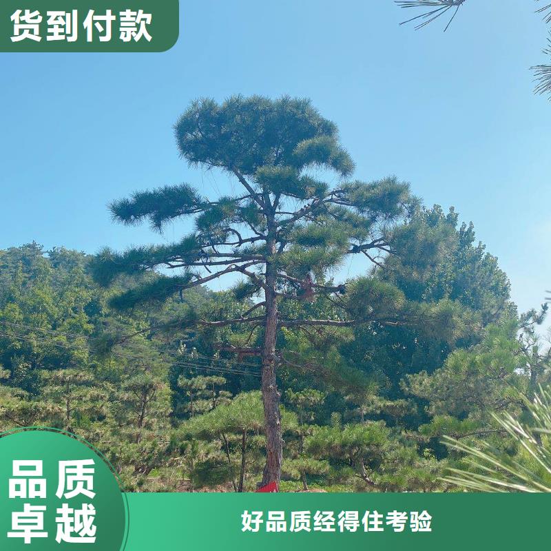黑松价格通过检测