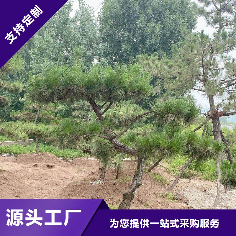 泰山风景松行业资讯当地服务商