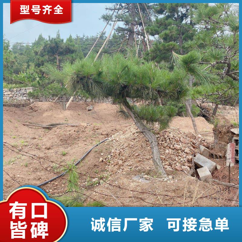 异型松诚信商家实时报价