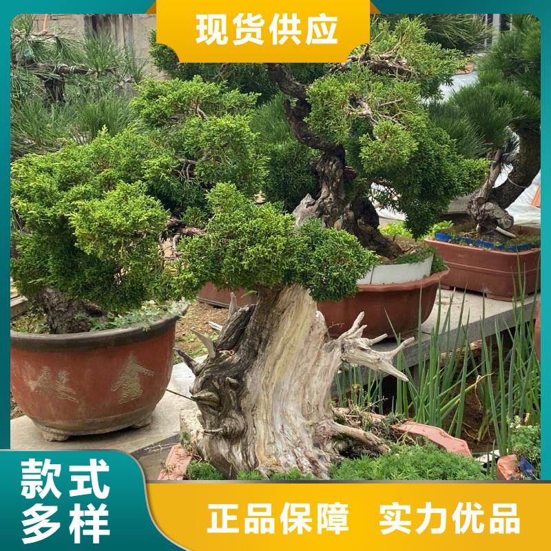定制造型景观松一站式采购商