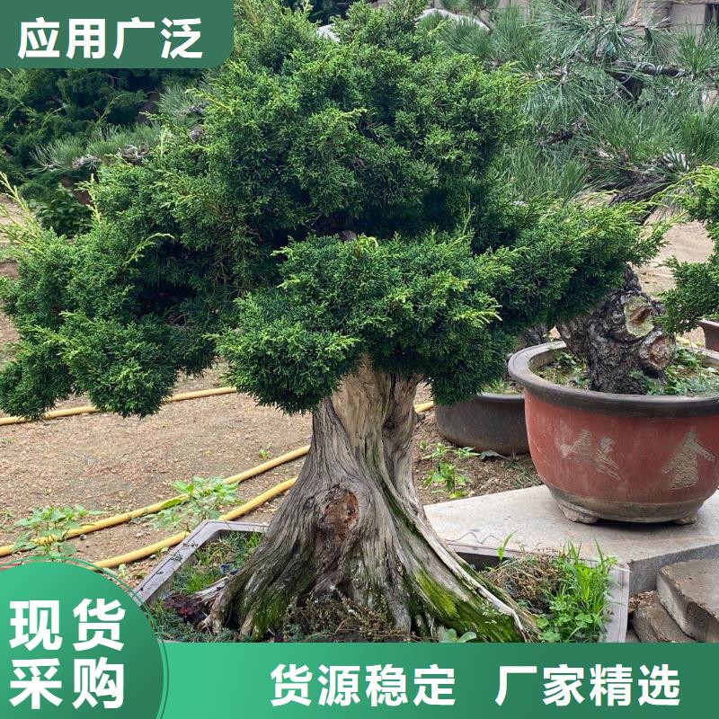 造型松树品质过硬打造行业品质