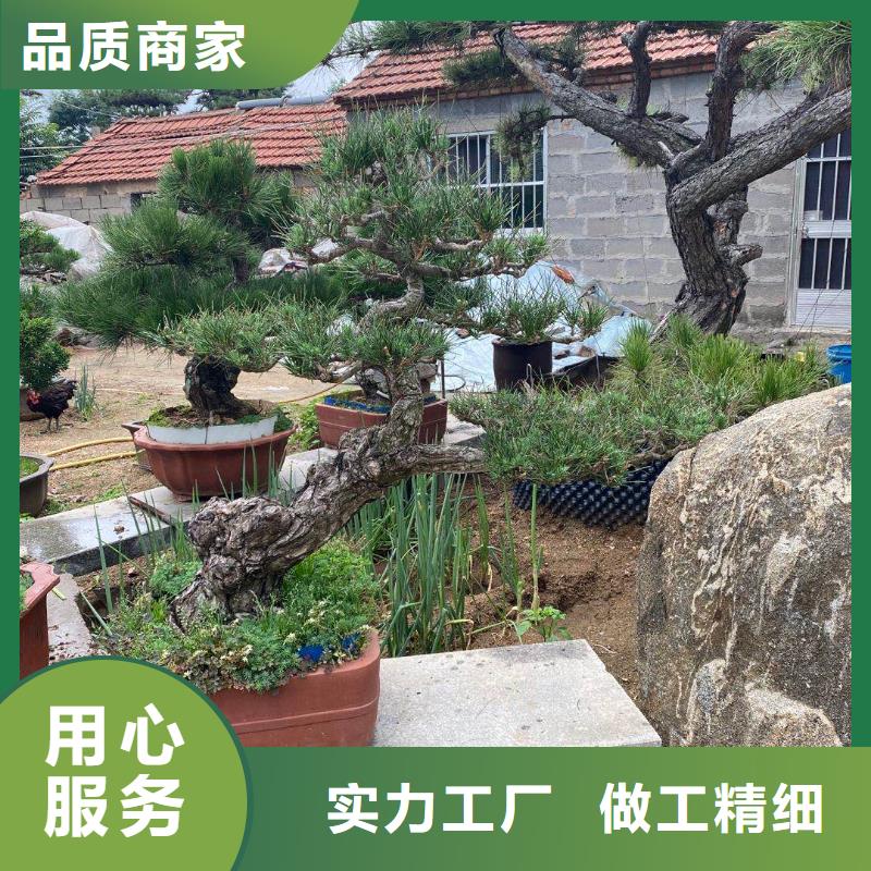 黑松-诚信为本支持定制