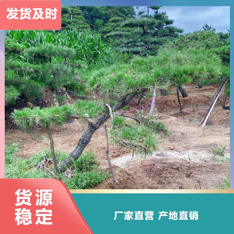 造型松造型松苗木真材实料诚信经营