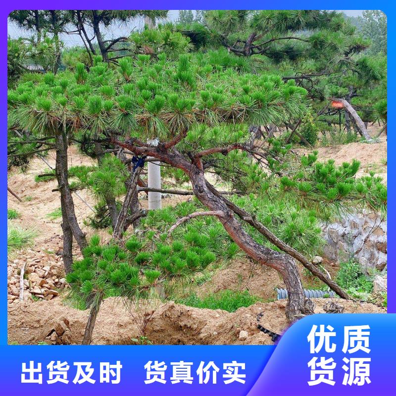 #造型油松#厂家直销厂家十分靠谱