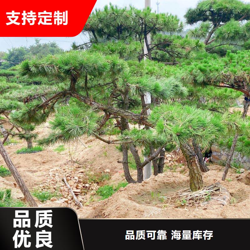 景观松批发_东实园林绿化有限公司本地品牌