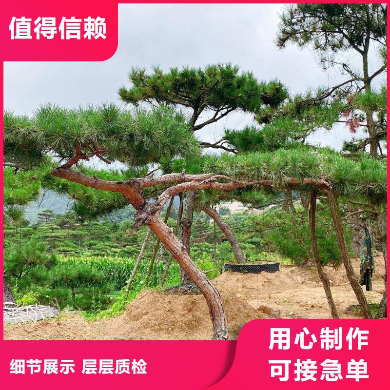 有现货的东方市造型黑松厂家本地供应商