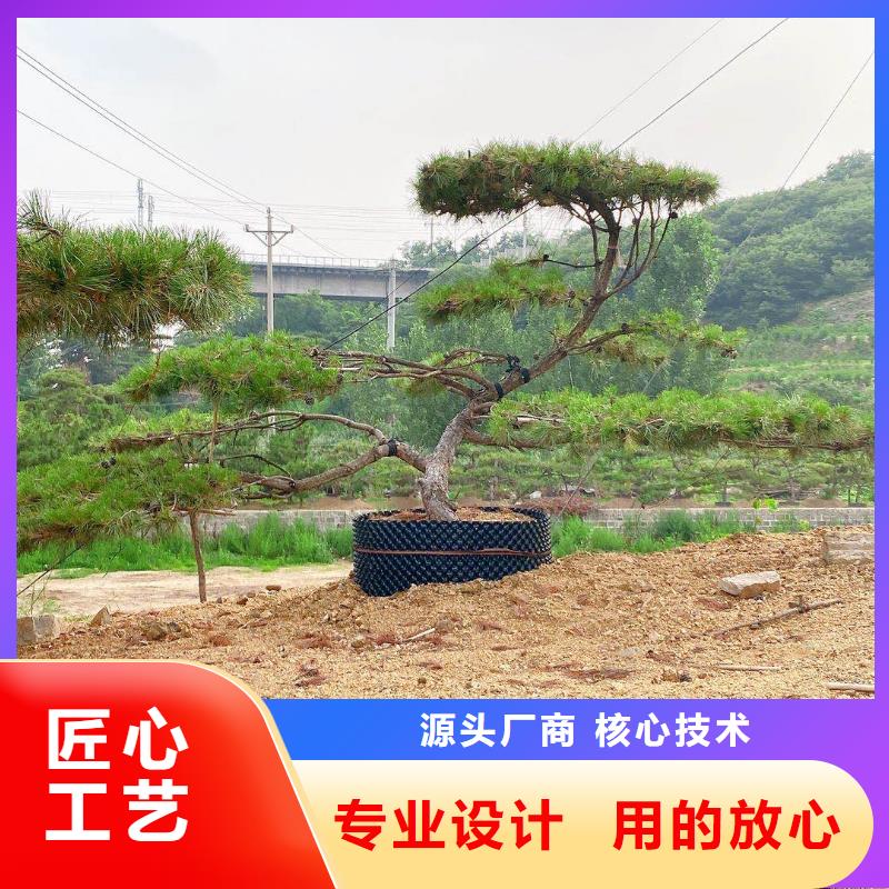 口碑好的异型松厂专注细节专注品质