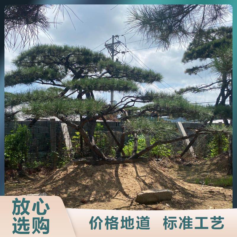 造型松、造型松价格实力优品
